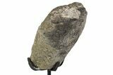 Fossil Theropod Metatarsal Section w/ Metal Stand - Colorado #383257-2